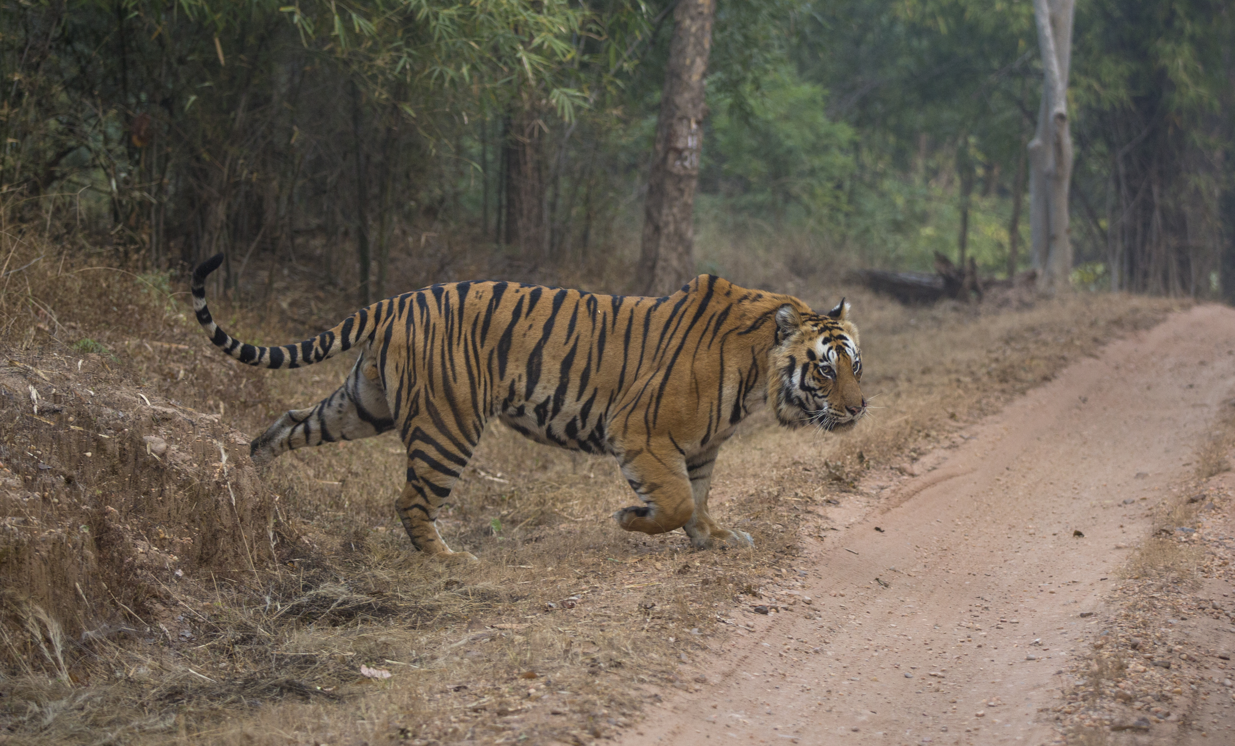 Bandhavgarh: Legend, Folklore and the Morning Show
